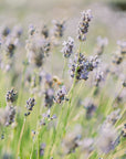 Lavender Infused Honey