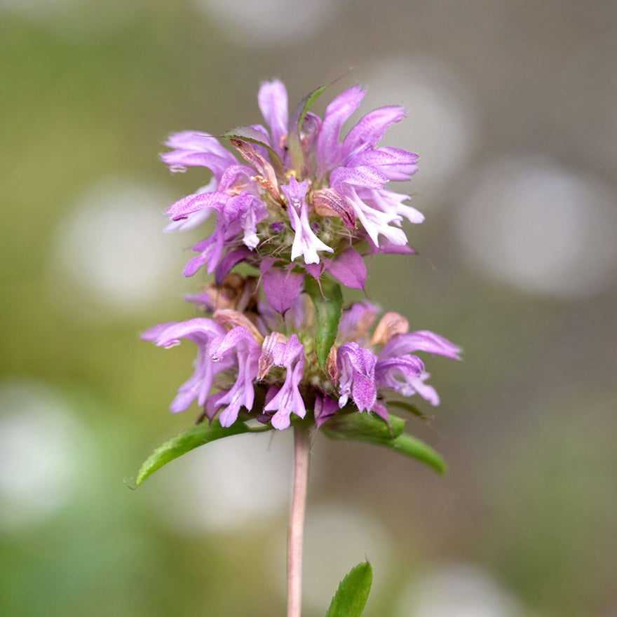 Lemon Mint and Bee Balm in garden beds, attracting beneficial pollinators