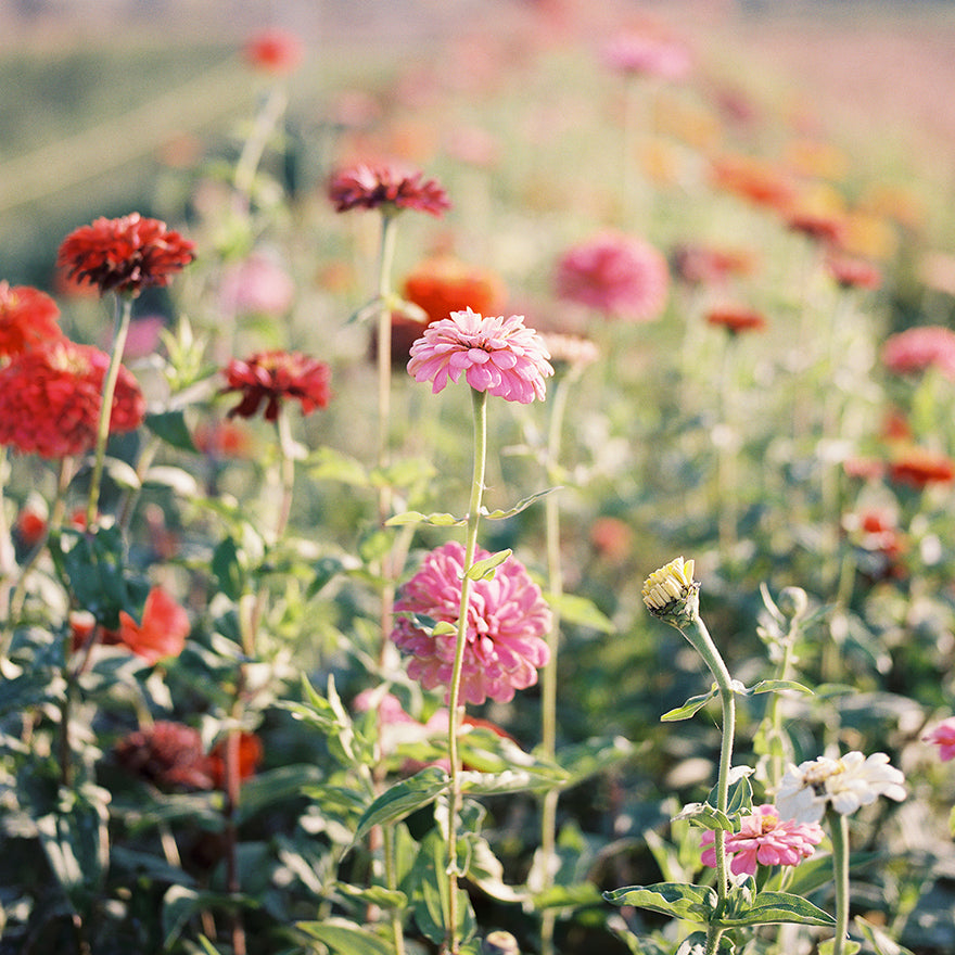Zinnia Pumila Flower Seeds Pollinator-friendly