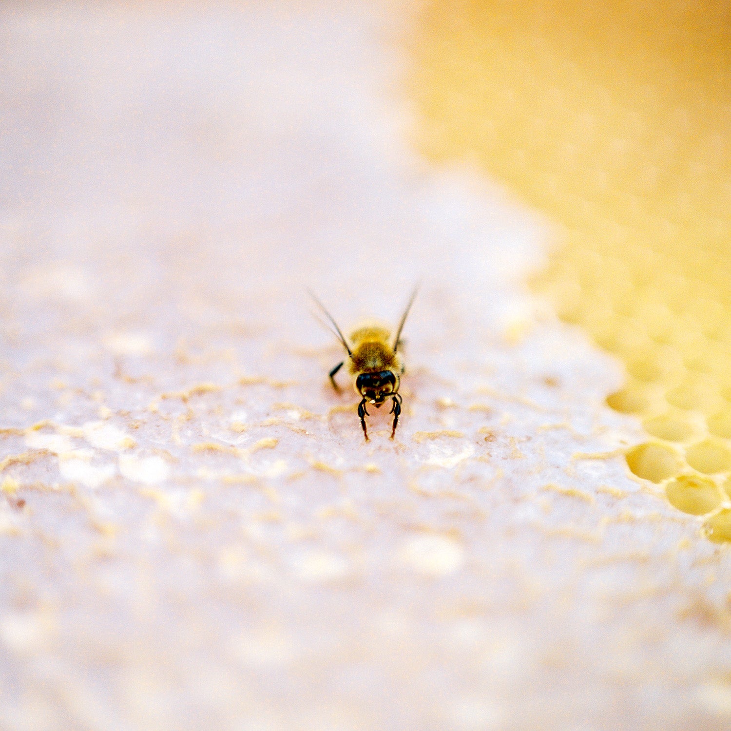 Raw Honeycomb