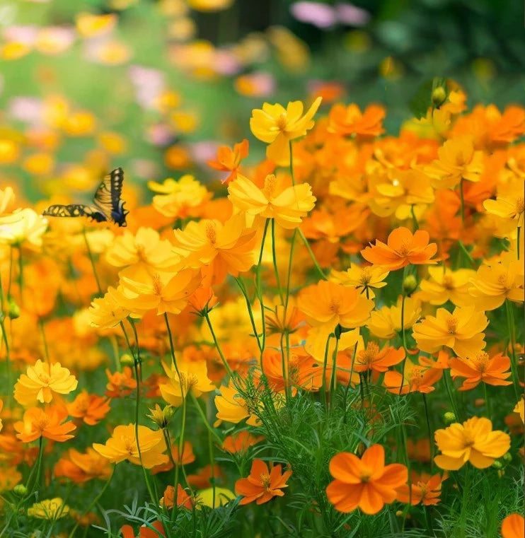 Cosmos garden flowers with bees and butterflies, supporting pollinators