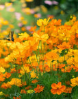 Cosmos garden flowers with bees and butterflies, supporting pollinators