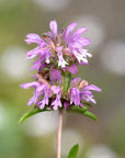 Lemon Mint and Bee Balm in garden beds, attracting beneficial pollinators