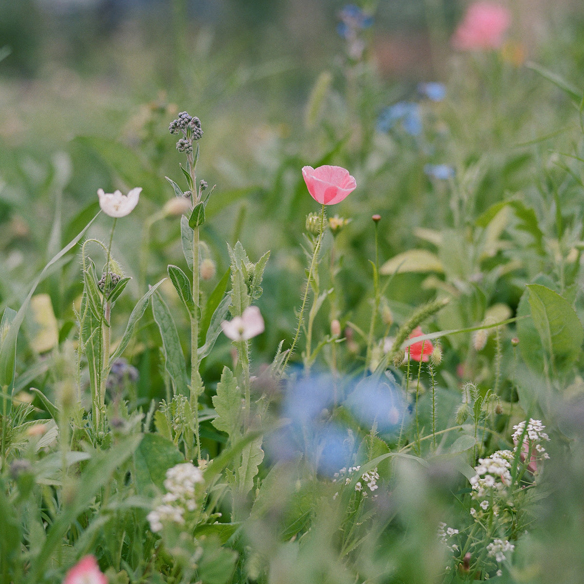 Wildflower seed packet to support bees, bee-friendly plants for pollination, natural habitat for honeybees, eco-friendly gardening, sustainable seeds.