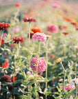 Zinnia Pumila Flower Seeds Pollinator-friendly