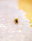 Beekeeping pure honey for sale, locally sourced from Colorado, 100% natural and raw, perfect for gifts and gourmet treats.