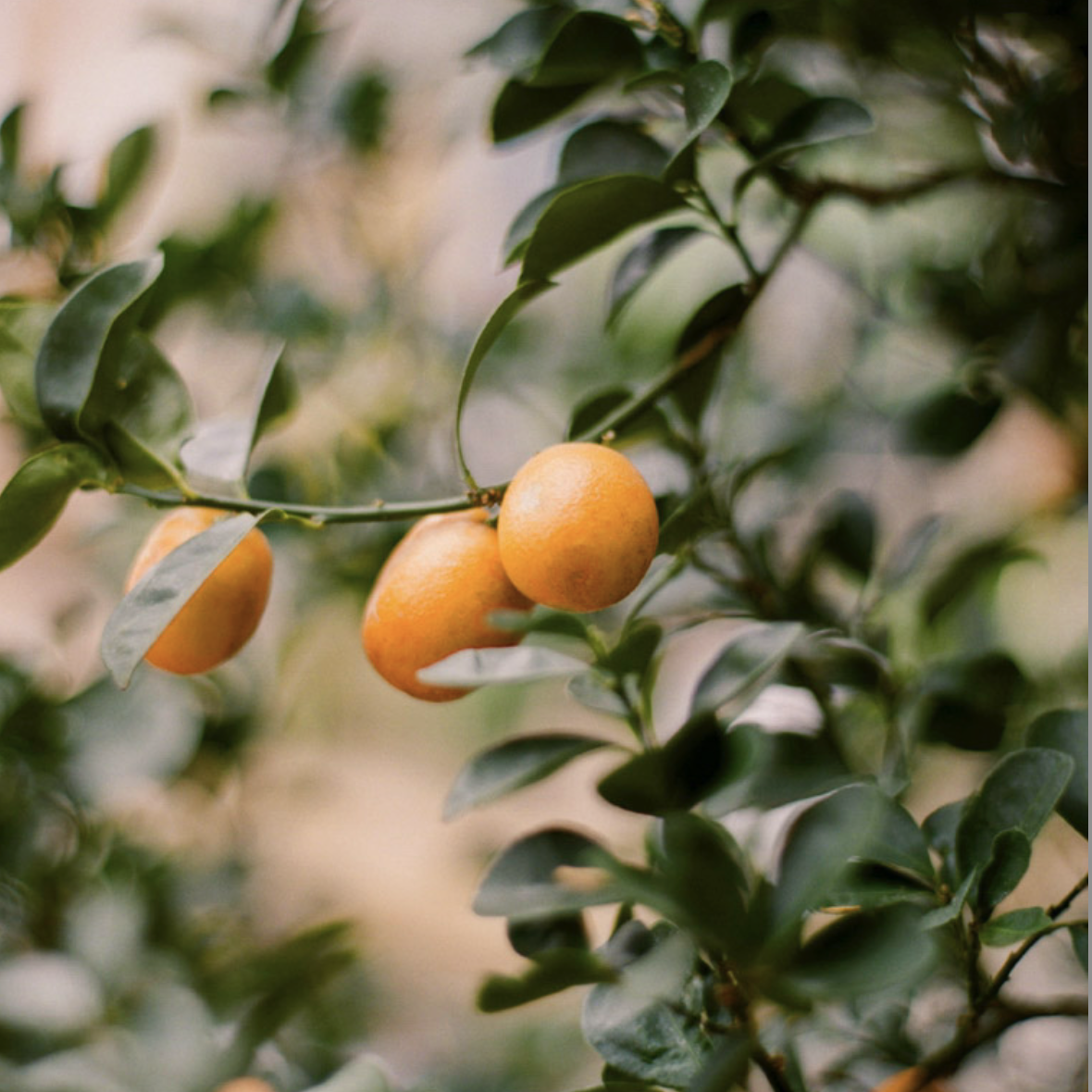 Pure Orange Blossom Honey